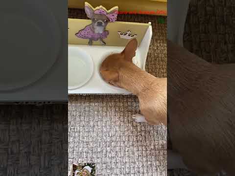 kaka  #собака #chihuahua #chihuahuafanclub #собака #funnyanimal #chiuahua #pets #funny #yourcat