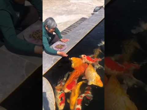 feeding live fishes is harmful #trending #viralvideo #fish #feeding #live