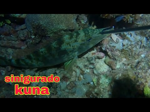 ep596 isdang dugso sinigurado kuna at baka makatakas pa
