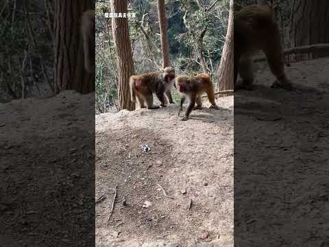 The monkey was so startled it jumped up !猴哥被吓得飞起来了!#animal 【跟着图尔去旅行】