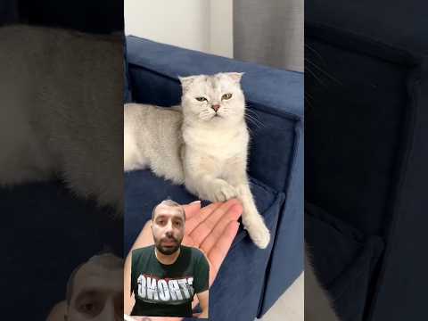 #cat #funny #catlover #kitten #pets #cute #cats #corgitoys #شفا #corgifun