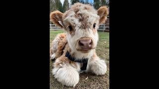 🐕 Лучшие смешные видео с животными для поднятия настроения! 🐈 Улыбнитесь и расслабьтесь! 😺