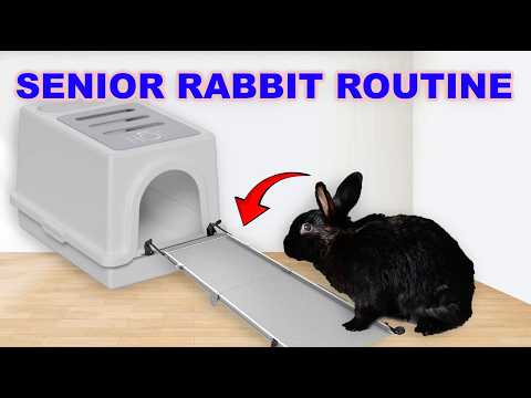 In Depth Senior Rabbit Care + Free Roam Bunny Daily Routine