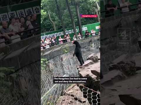 Now an ENGLISH zoo has had to confirm bear is real