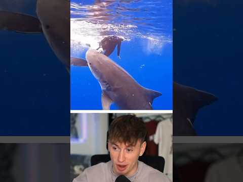 Die GRUSΕLIGSTEN Hai Videos ??