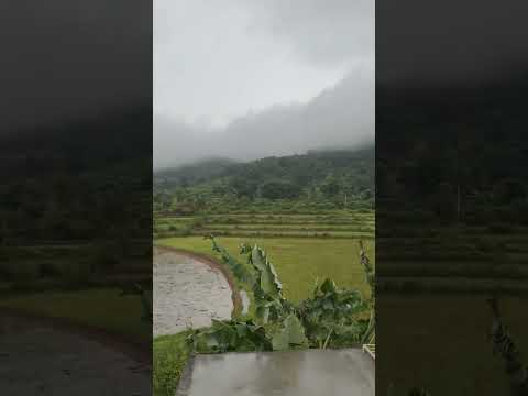 Rainy day ☔ #newsong #music #Nature