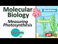 Measuring Photosynthesis Methods and Concepts