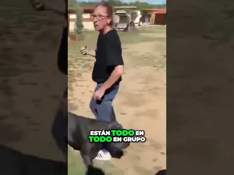 ¡Increíbles animales sueltos! Esta experiencia en vivo te sorprenderá