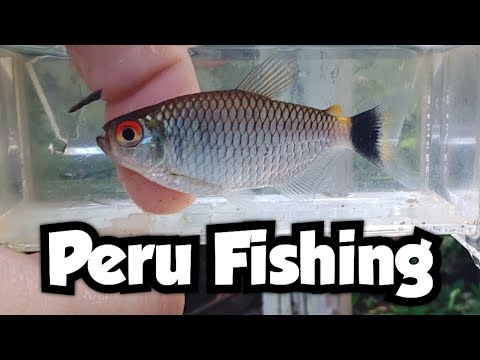 Microfishing a small blackwater creek in the amazon rainforest & peru fishing 🇵🇪 video thumbnail