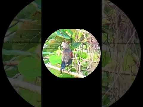 Shoot hama ayam hutan #sorts