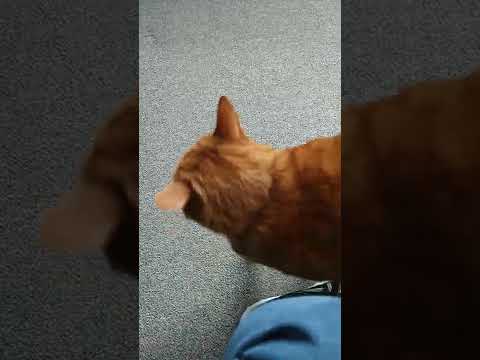 Cat Greets Owner