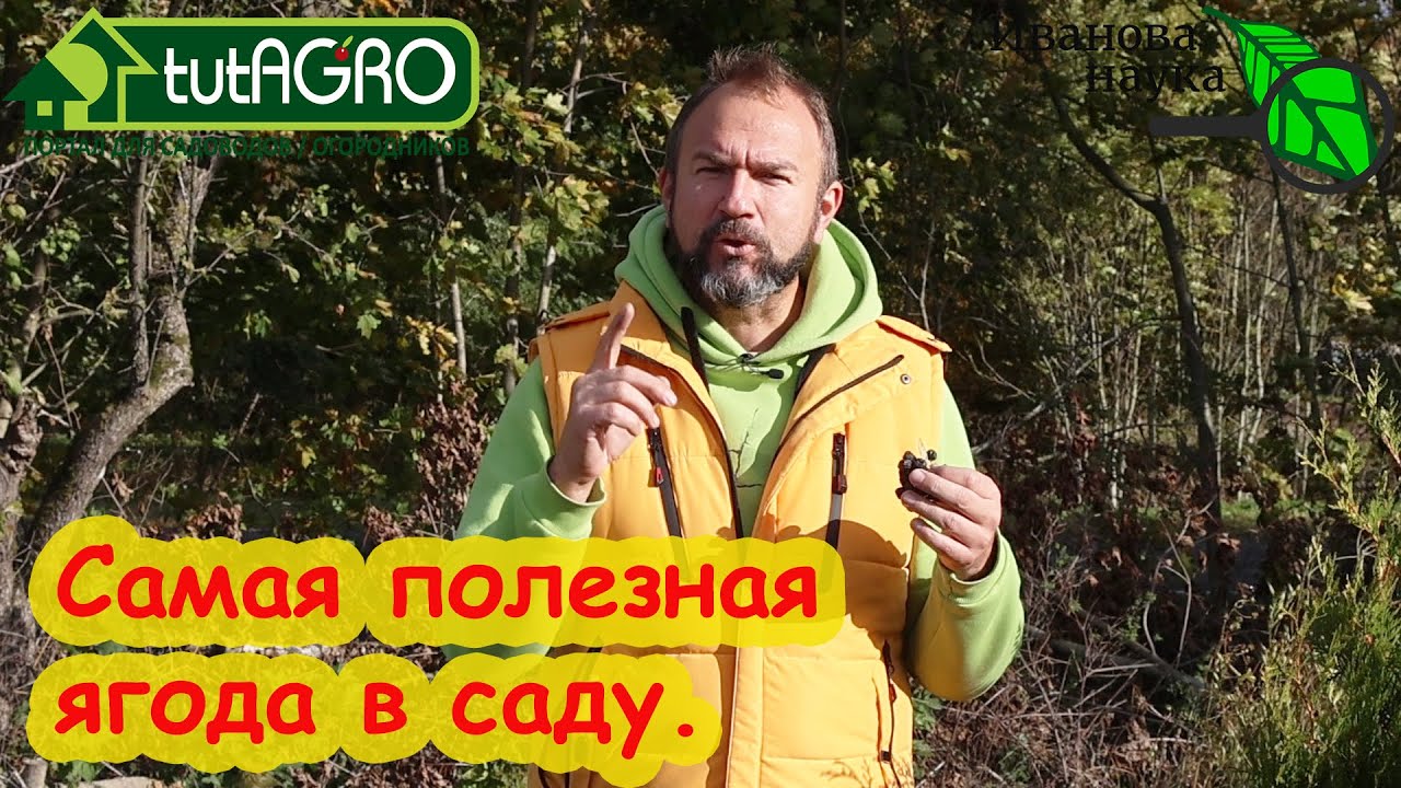 Черноплодная рябина Кто ест эту позднюю ягоду - тот большой молодец!