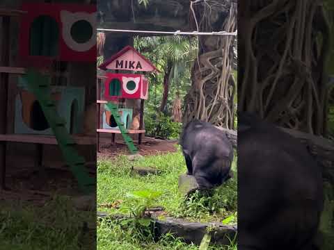 Mèo Mika trong chuồng gấu #zoo #mika #bear #happy #relax #lovely #shorts #peace #nature