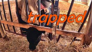 Morning Chores, a Stuck Calf, and new Front Tires for the Farmall 756