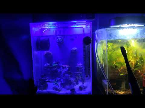 SPS REEF TANK WATER TEMPERATURE PROBLEMS WITH NOOP HI FRIENDS. I NEED TO MAKE A NEW CANOPY FOR MY SALTWATER AQUARIUM. MY REEF LIGHT IS OVER HEATING MY 
