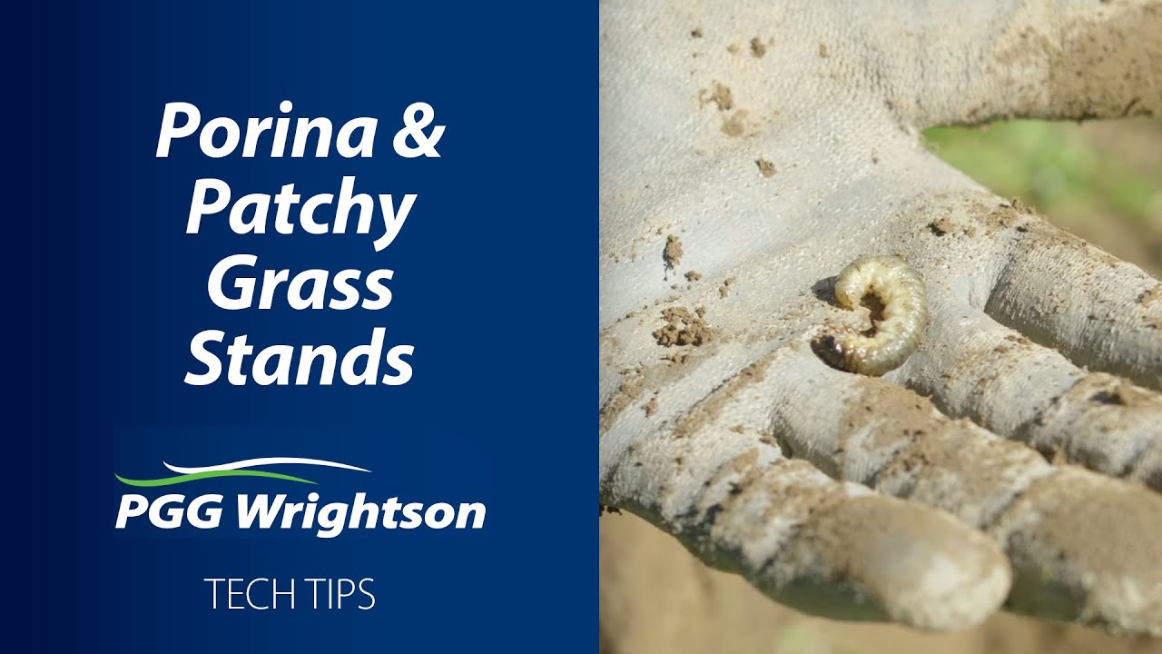 Porina and Patchy Grass Stands | PGG Wrightson Tech Tips