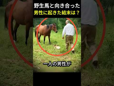 野生馬と向き合った男性に起きた結末は？