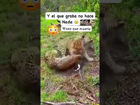 alguien miro de donde salio el otro..??