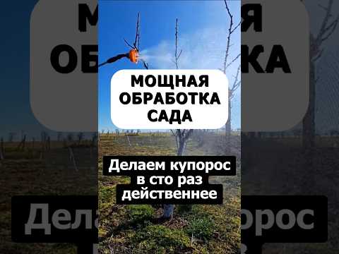 Сильнейшая обработка сада осенью. Медный купорос будет в сто раз мощнее #сад #огород #дача #лайфхак