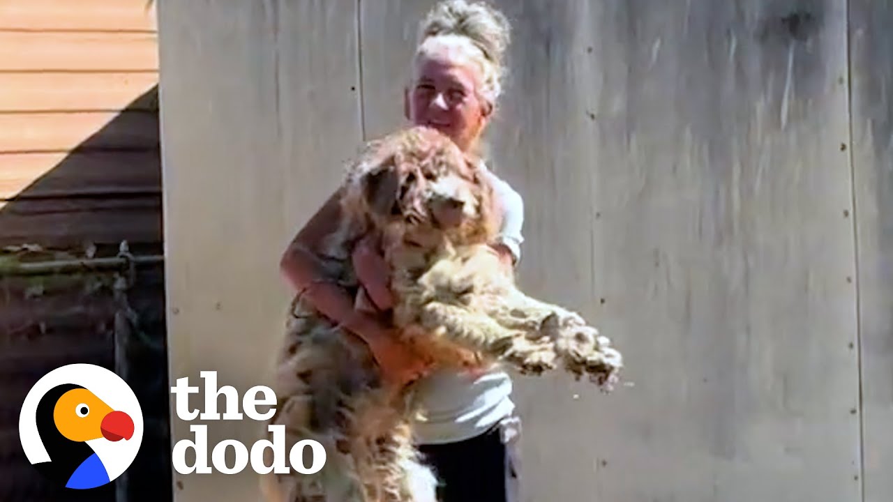 Neglected Aussiedoodle Finally Opens Up To Mom