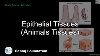 Epithelial Tissues (Animals Tissues)