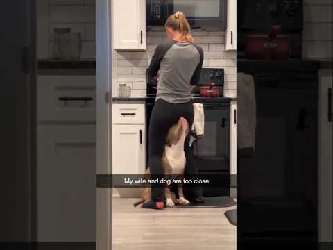 Dog look down my dog and my wife are so cooperative #shorts