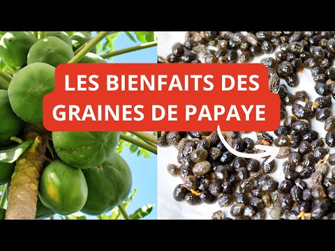 Les bienfaits exceptionnelles des graines de papaye ! Papaya seeds