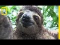 Sloth Rescue and Care Insights