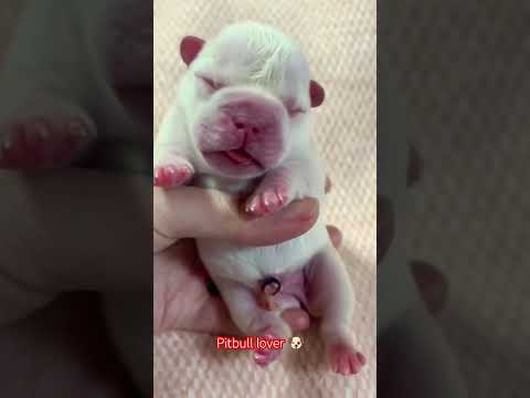 #doglover #bestshort #viral #shortvideo
