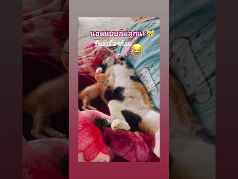 หลับแบบไหนให้โลกจำ😂 #cat #แมว#แมวน่ารัก #แมวดื้อ #แมวกวนๆ #แมวพูดได้ #สาวใต้ป้ายroiet