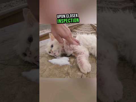 Last-Minute Rescue Saves Helpless Cat๐ข๐ #shorts #cat #rescue
