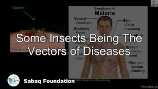 Some Insects Being The Vectors of Diseases