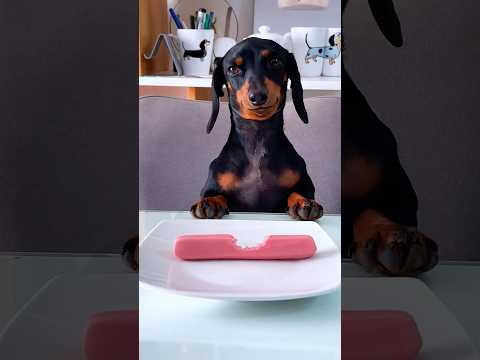 Quien Mordió mi Salchicha 🌭🐶 #perrosalchicha