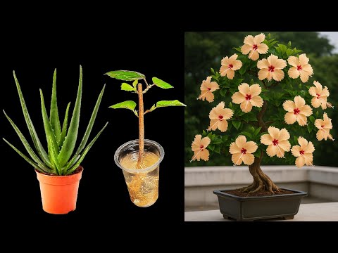 🌺Technique for Rooting Hibiscus BRANCHES in WATER
