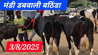 3/8/2025 मंडी डबवाली  भटिंडा पंजाब हरियाणा बोर्डर अच्छी गाय भैंस की बड़ी मंडी सस्ती मंडी #youtube 
