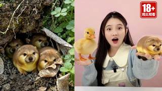 In the woods, there's a "Blade-Shield Dog" in a burrow! Put chips at the entrance to lure it out.