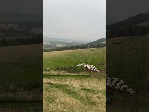 Two amazing dogs herding sheep #sheepdog #bordercollie