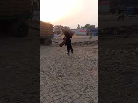 #masifbabo #pakpattan #hardwork #foryou #❣️❣️ #viral #tiktokvideo #asif #babo #//