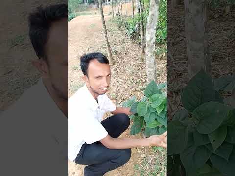 পেটের গ্যাস চিরতরে বিদায় #viral #medicine #health