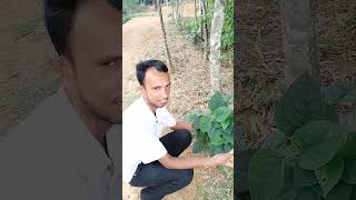 পেটের গ্যাস চিরতরে বিদায় #viral #medicine #health