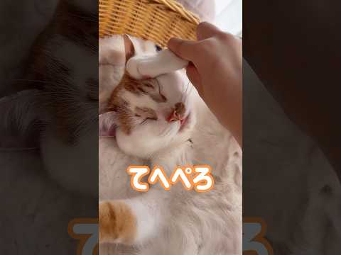 猫の動画サムネイル - 舌が出しっぱでママに遊ばれるトロしゃんw #shorts