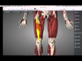 Knee Muscles and Their Functions