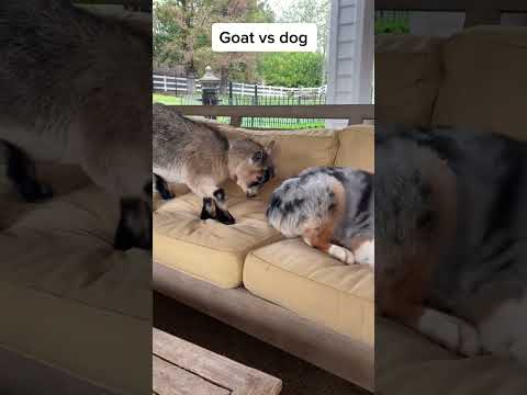 Goat vs Dog