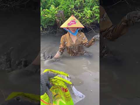 Đi bắt tôm càng cùng mấy chị đẹp #thichliathiavlog #sanbat #shorts #windnet