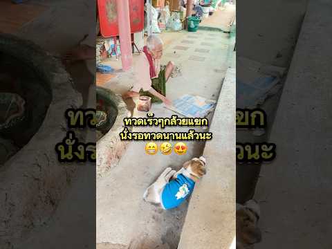 ทวดตื่นสายจังรอตั้งนาน😁 #คลายเครียด #เอ็นดู #puppy #lovelydog #dog #สุนัข #shorts #น่ารัก #pets