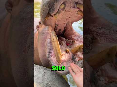 ¡El adorable hipopótamo del zoológico probando cerezas por primera vez!