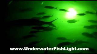 Green Dock Lights by UnderwaterFishLight.com Attract Tarpon and Jacks in  Fort Lauderdale 