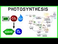 Exploring the Steps of Photosynthesis