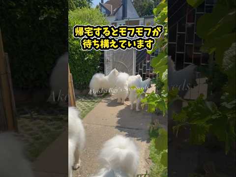 仕事疲れに癒しと笑いを届けるサモエド動画5選 サムネイル