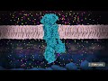 Sodium-Potassium Pump and Neuron Function